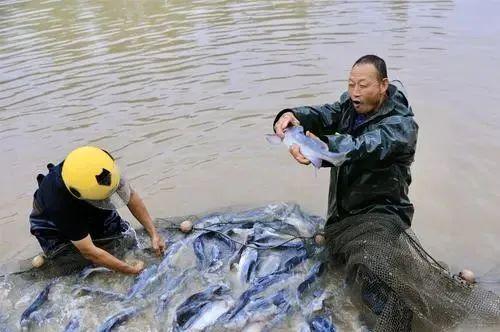 內(nèi)陸水產(chǎn)養(yǎng)殖 警惕這10個防病誤區(qū)，守護(hù)您的養(yǎng)殖收益